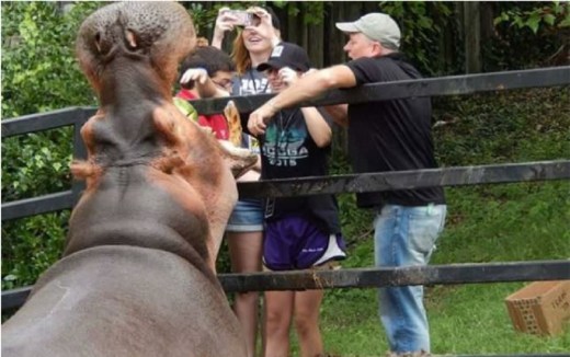 Henry the hippo, chomps two whole watermelons on his birthday Aug. 29 at the Dickerson Park Zoo. This was Henry's 34th birthday, and the watermelons were part of his present that day.