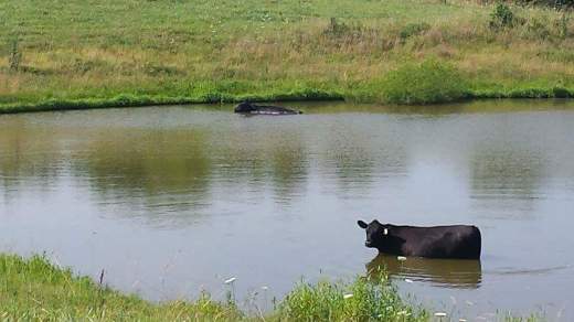 A heiffer takes a swim in a pond near Willard, Mo. The herd has approximately 10 head of cattle.